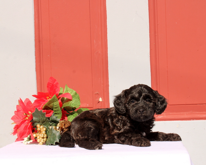 puppy, for, sale, Morkie-Poo, Matthew B. Stoltzfus, dog, breeder, Gap, PA, dog-breeder, puppy-for-sale, forsale, nearby, find, puppyfind, locator, puppylocator, aca